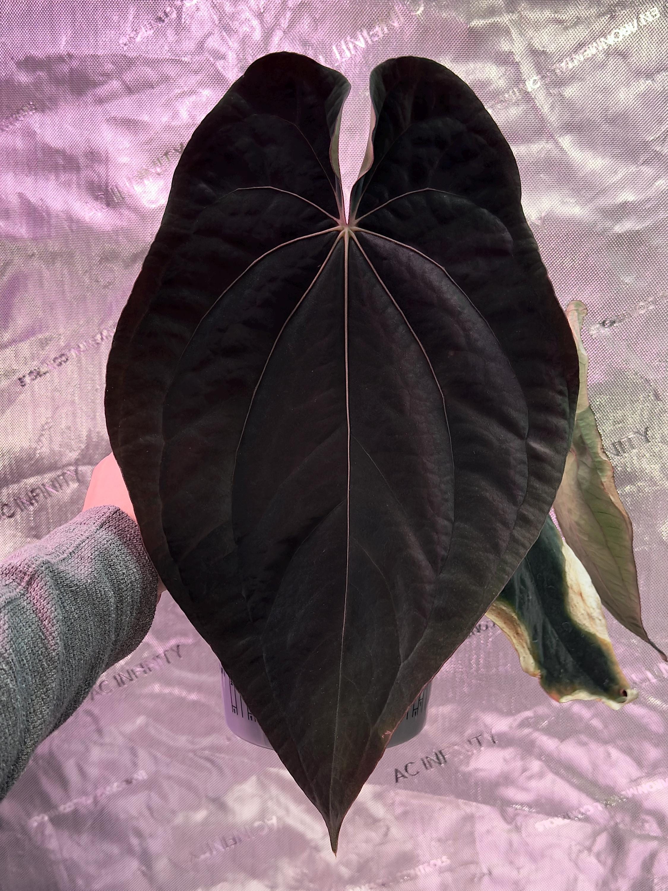 観葉植物 anthurium AOSxPapi big foliage