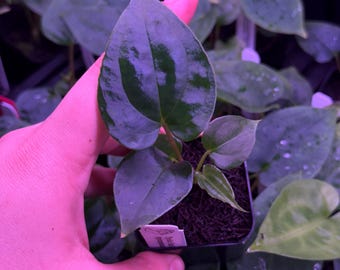 Anthurium Papillilaminum, (fs Self) X (rl Self) - 2x Seedlings - Etsy