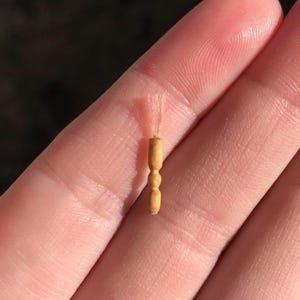 OOAK 1:16 Dollhouse Miniature Hand-Carved Apple Wood Paint Brush with Seed Bristles for Sylvanian Critters