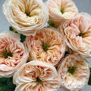 Rosier « Stanley Abbey » (1 gallon+)