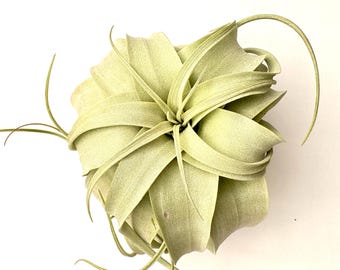 Air Plant Xerographica 4"-5"
