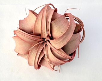 Air Plant Xerographica Red