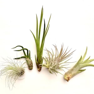 house plant planters 5 Tier GreenStalk Original Vertical Planter | Tomato (Basic Texture) main image 0