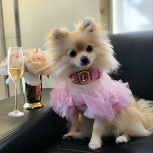 Op de afbeelding: Een pluizige, lichtgekleurde hond met een roze tutu en een roze halsband met juwelen. Een glas champagne en een vaas met rozen staan op een tafel naast de hond. De tekst op de afbeelding luidt "Happy Birthday Princess @snowy_little_monster."