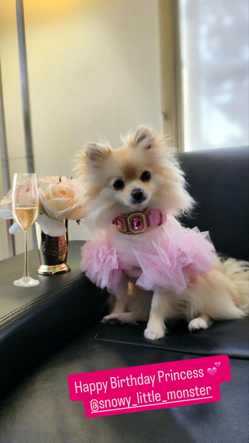 Op de afbeelding: Een pluizige, lichtgekleurde hond met een roze tutu en een roze halsband met juwelen. Een glas champagne en een vaas met rozen staan op een tafel naast de hond. De tekst op de afbeelding luidt "Happy Birthday Princess @snowy_little_monster."
