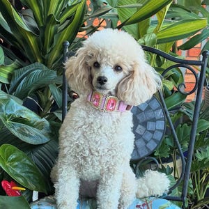 Op de afbeelding: Een cr&egrave;mekleurige poedel draagt een roze halsband versierd met grote, roze rechthoekige juwelen. De hond zit op een stoel met een patroon, omringd door weelderige groene planten, wat een levendige achtergrond cre&euml;ert.