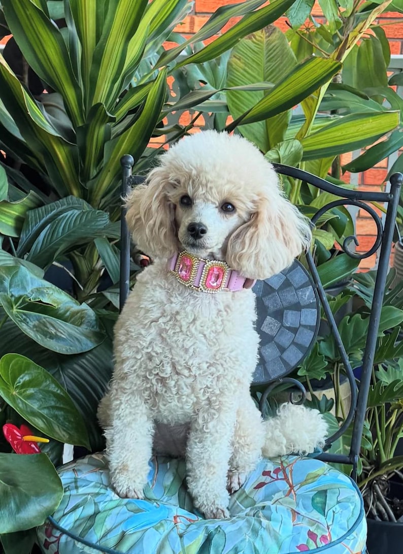 Op de afbeelding: Een cr&egrave;mekleurige poedel draagt een roze halsband versierd met grote, roze rechthoekige juwelen. De hond zit op een stoel met een patroon, omringd door weelderige groene planten, wat een levendige achtergrond cre&euml;ert.