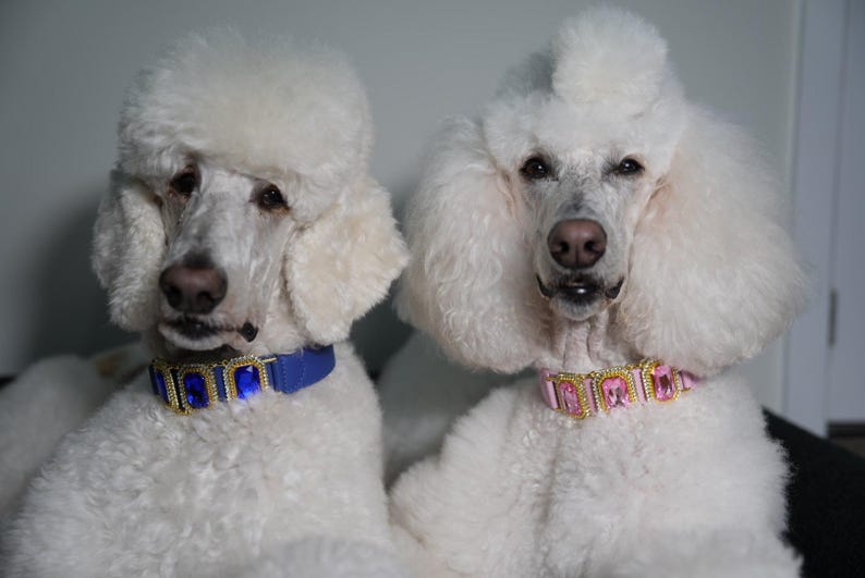 Op de afbeelding: Twee witte poedels met sierlijke halsbanden. E&eacute;n halsband is blauw met gouden accenten en grote blauwe edelstenen. De andere halsband is roze met gouden accenten en roze edelstenen. De honden hebben een pluizige witte vacht.