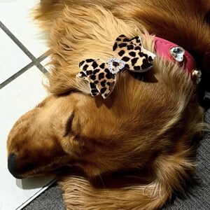 Puede incluir: Un collar rosa para mascota con un dije de coraz&oacute;n de pedrer&iacute;a y un lazo con estampado de leopardo con un detalle central de pedrer&iacute;a en forma de coraz&oacute;n, usado por un perro de pelaje dorado y orejas largas sobre un suelo de baldosas.