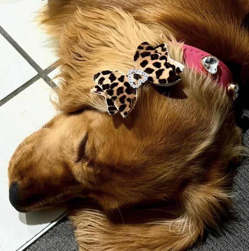 Puede incluir: Un collar rosa para mascota con un dije de coraz&oacute;n de pedrer&iacute;a y un lazo con estampado de leopardo con un detalle central de pedrer&iacute;a en forma de coraz&oacute;n, usado por un perro de pelaje dorado y orejas largas sobre un suelo de baldosas.