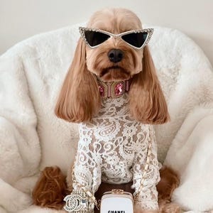 Op de afbeelding: Een stijlvolle Cocker Spaniel met een zonnebril met strass, een roze juwelen halsband en een witte kanten outfit. De hond is geaccessoireerd met een Chanel-armband en een kleine Chanel-tas. De tas heeft de tekst "CHANEL PARIS".