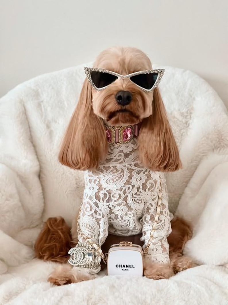 Op de afbeelding: Een stijlvolle Cocker Spaniel met een zonnebril met strass, een roze juwelen halsband en een witte kanten outfit. De hond is geaccessoireerd met een Chanel-armband en een kleine Chanel-tas. De tas heeft de tekst "CHANEL PARIS".