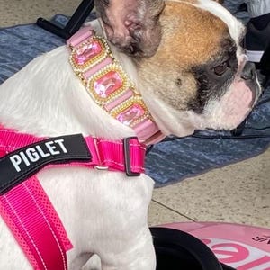 Op de afbeelding: Een wit en bruin Franse Bulldog met een roze juwelen halsband en een bijpassend roze harnas met de naam "PIGLET" erop. De hond zit in een roze speelgoedauto, met zijn poot op het stuur.