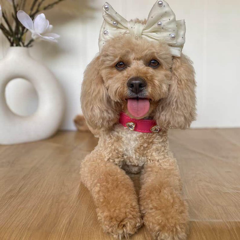 Puede incluir: Un caniche de color canela claro con pelaje rizado lleva un gran lazo de tela color crema adornado con peque&ntilde;as perlas blancas en la cabeza. El perro tiene un collar rosa brillante con dos dijes met&aacute;licos en forma de coraz&oacute;n y jadea.