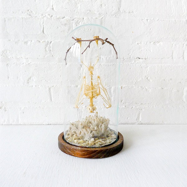 Large Real Bat Skeleton Hanging Over Quartz Cluster Stone in Glass Dome- 24k Fangs