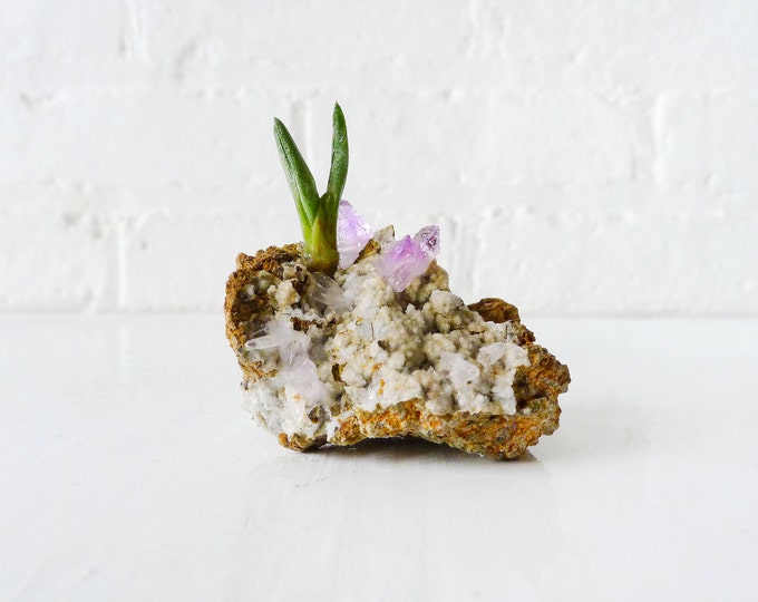 Vera Cruz Amethyst Crystal Island Air Plant Spring Garden Etsy