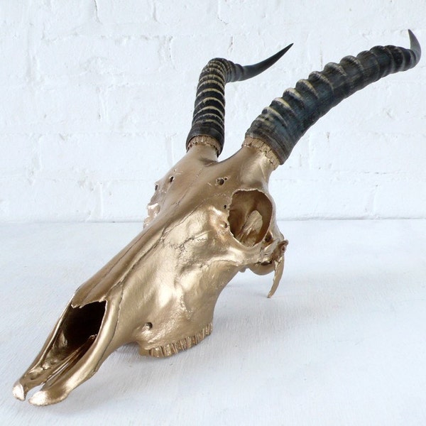 REAL African Blesbok Skull in 24K Gold