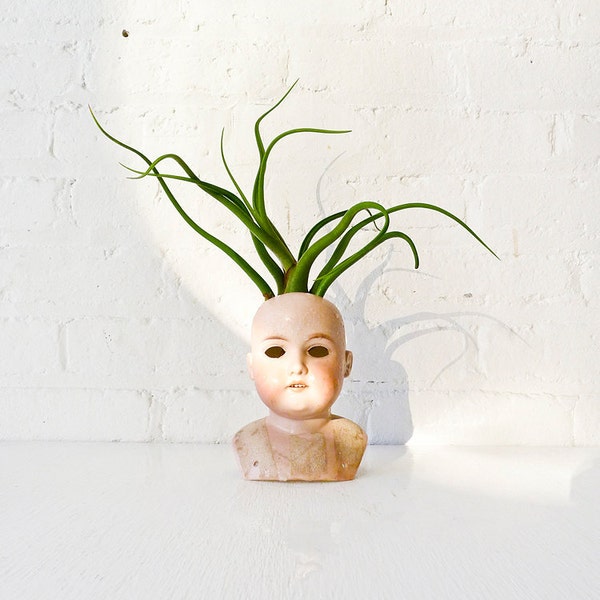 Stoned Medusa- LARGE Antique German Bisque Doll Head Air Plant Garden