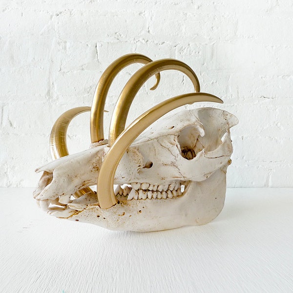 Reserved - Wild Boar Skull w/ 24k Gold Tusks