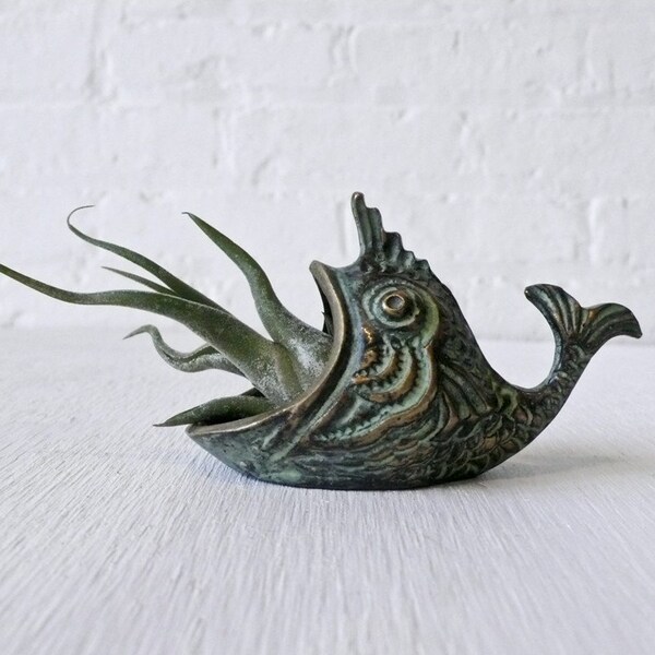 Air Plant - LIVE Moby Creature Feature