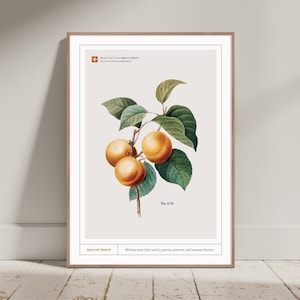 Lámina de albaricoque y melocotón - Lámina botánica de frutas, arte de cocina, lámina de Pierre-Joseph Redouté, pósteres gastronómicos vintage, decoración de cocina moderna