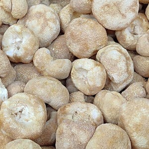 1 kg di fungo criniera di leone, corpo fruttifero al 100%, criniera di leone essiccata