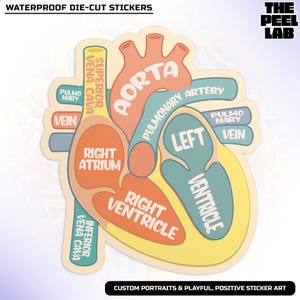 Anatomical Heart Sticker, Heart Health, CHD Awareness, EMS Nurse Medical Waterproof Vinyl Water Bottle Sticker Tumble Sticker