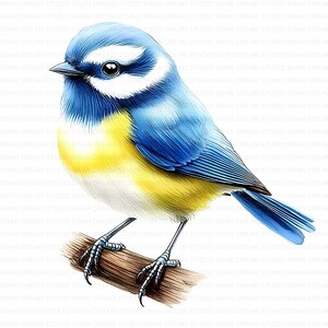 Bundle de cliparts oiseau mésange bleue eurasienne haute qualité imprimable JPG fabrication de cartes papier artisanat Art Junk Journal Scrapbooking téléchargement numérique