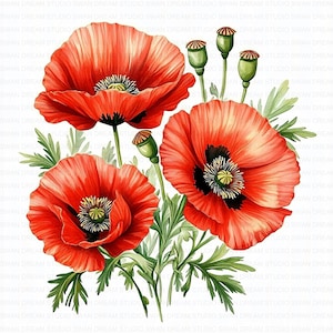 126 Mohn Pflanze Clipart Bundle Mohnblume druckbare hochwertige JPG Karte, die Papier Handwerk Junk Journal Scrapbooking digitaler Download macht