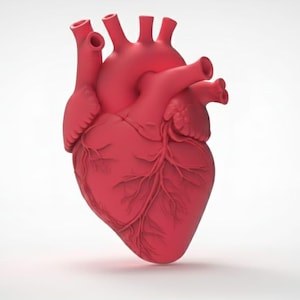 Puede incluir: Modelo anatómico tridimensional de un corazón humano. El corazón está representado en un color rojo mate sólido, con venas y arterias detalladas. El modelo se encuentra sobre un fondo blanco limpio, resaltando la forma del corazón.