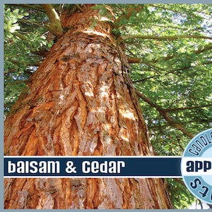 May include: A close-up of the bark of a large cedar tree. The bark is a reddish-brown color and has a rough texture. The tree is surrounded by green leaves. The text 'balsam & cedar' is displayed on a blue banner at the bottom of the image. A blue circle with the text 'Candlelynn.com Scents Approved' is in the lower right corner of the image.