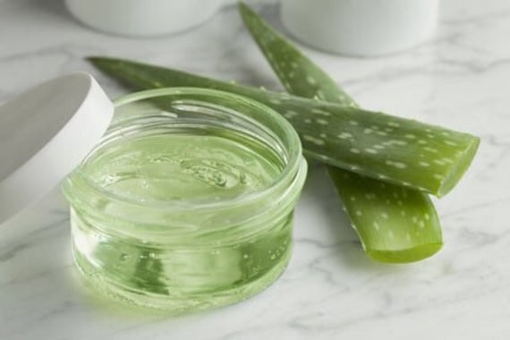 bilder von aloe vera pflanzen Aloe Vera Pflanze zur Hautpflege und Kosmetik main image 0