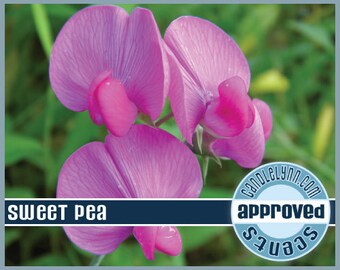 SWEET PEA Fragrance Oil, 2 oz.