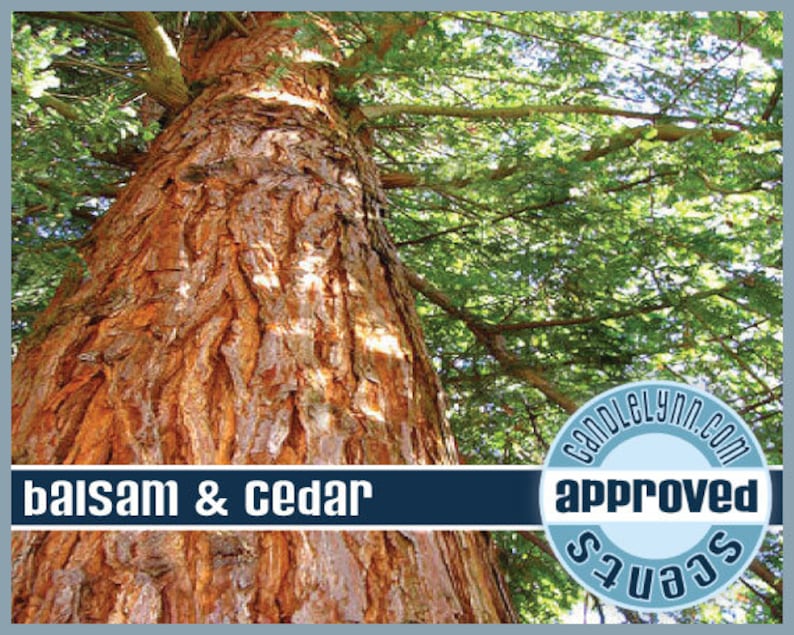 May include: A close-up of the bark of a large cedar tree. The bark is a reddish-brown color and has a rough texture. The tree is surrounded by green leaves. The text 'balsam & cedar' is displayed on a blue banner at the bottom of the image. A blue circle with the text 'Candlelynn.com Scents Approved' is in the lower right corner of the image.