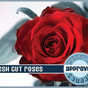 FRESH CUT ROSES Fragrance Oil, 2 oz image 1