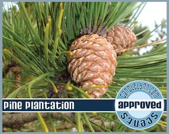 PINE PLANTATION Fragrance  Oil, 2 oz