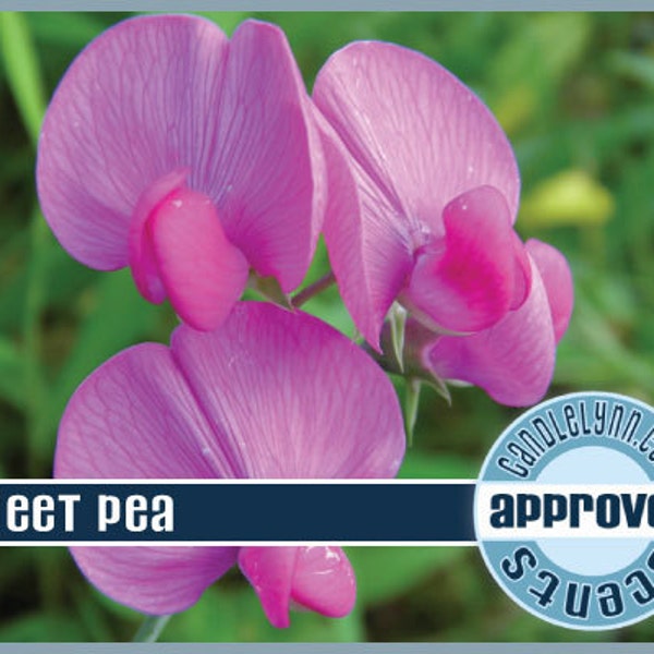 SWEET PEA Fragrance Oil, 1 oz.