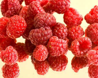 Red Raspberry Seeds  - 1 oz - Bath and Body Exfoliant