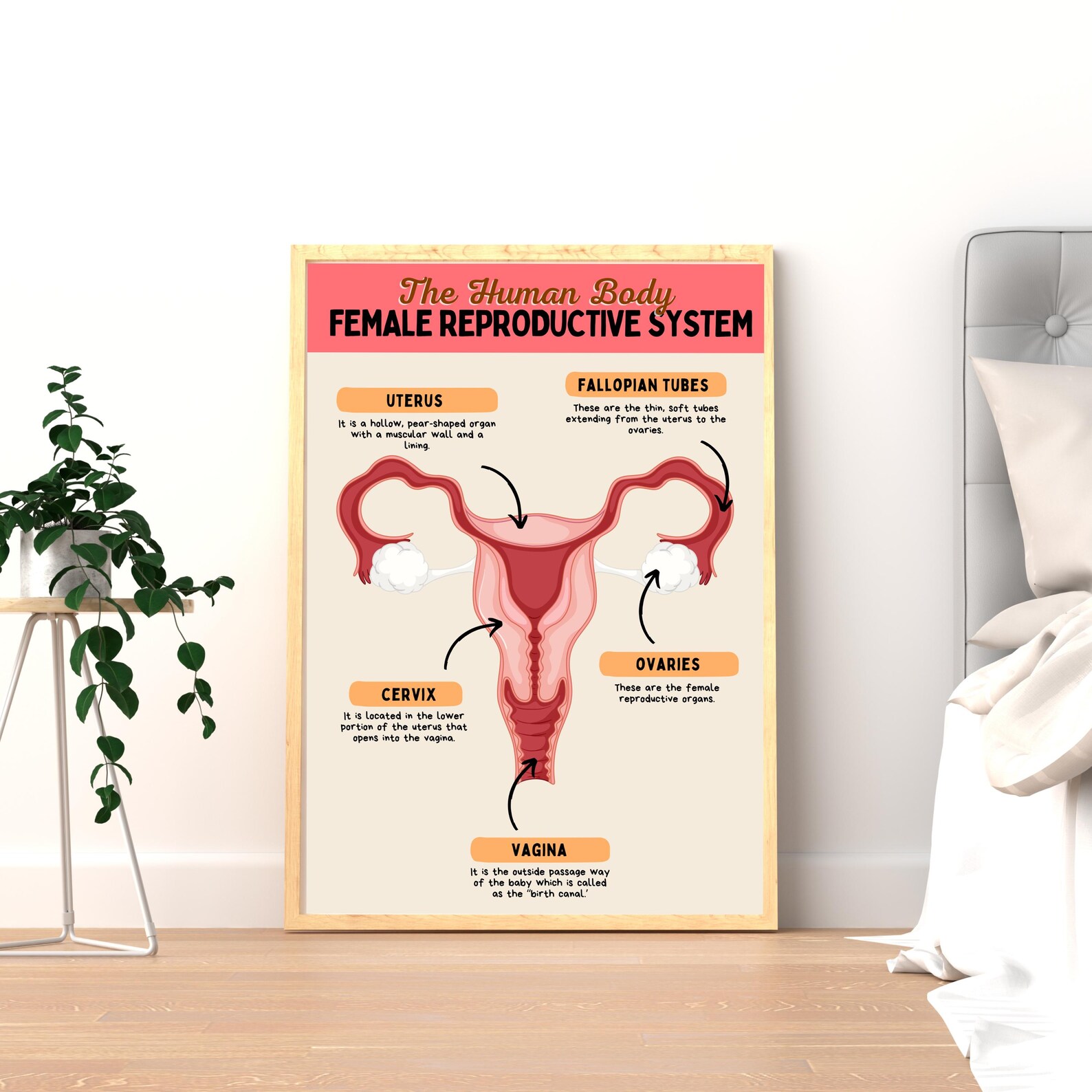 Female Reproductive System Editable Template Anatomy Poster | Women's ...