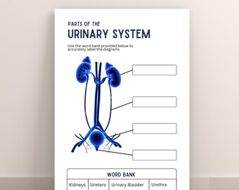 Arbeitsblatt zur Beschriftung des Harnsystems | Aktivität der menschlichen Anatomie (druckbare PDF)