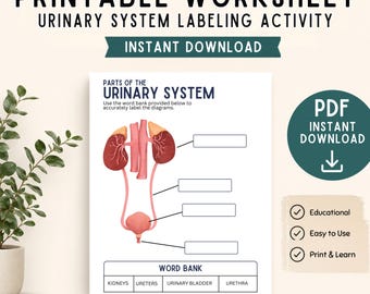 Arbeitsblatt zur Beschriftung des Harnsystems | Anatomie des Menschen (PDF Download)