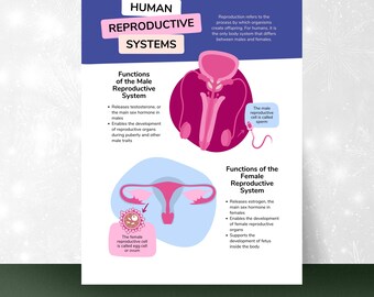 Human Reproductive System Cheat Sheet | Male & Female Anatomy Study Guide | Nursing Notes PDF | Anatomy Printable