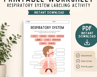 Respiratory System Worksheet Printable PDF | Human Anatomy Activity | Middle School Science | Homeschool Biology | Instant Download