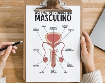 Sistema Reproductivo Masculino Anatomia Póster, Biologsia Estudio Guia (PDF Download)