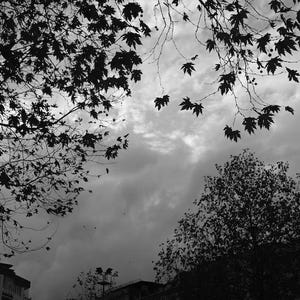 Trees