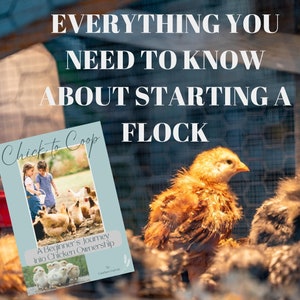 May include: A book titled "Chick to Coop: A Beginner's Journey into Chicken Ownership" with a photo of two children feeding chicks in a grassy field. The book is in front of a coop with baby chicks inside.
