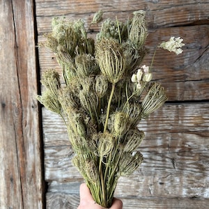 May include: A bouquet of dried Queen Anne's lace flowers featuring intricate, globe-shaped seed heads in shades of muted green and brown, with a few delicate, small white florets extending from the stems, held together in a dense, textured cluster.