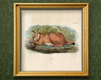 Lynx Art Print - Big Cat Vintage Victorian Wall Art