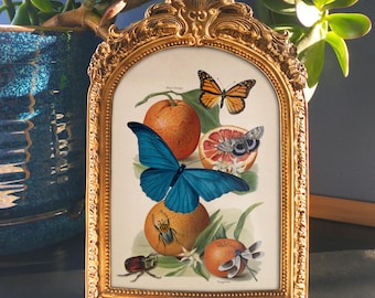 Oranges & Insects Framed Art - Vintage Nature Oddity Print in Frame 7.5"