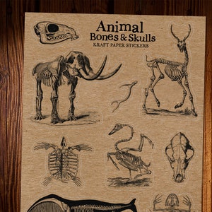 Autocollants Kraft Animal Bones - diagrammes scientifiques d’anatomie vintage, crânes, os, bois